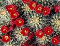(26) cactus flowers (grand canyon)
